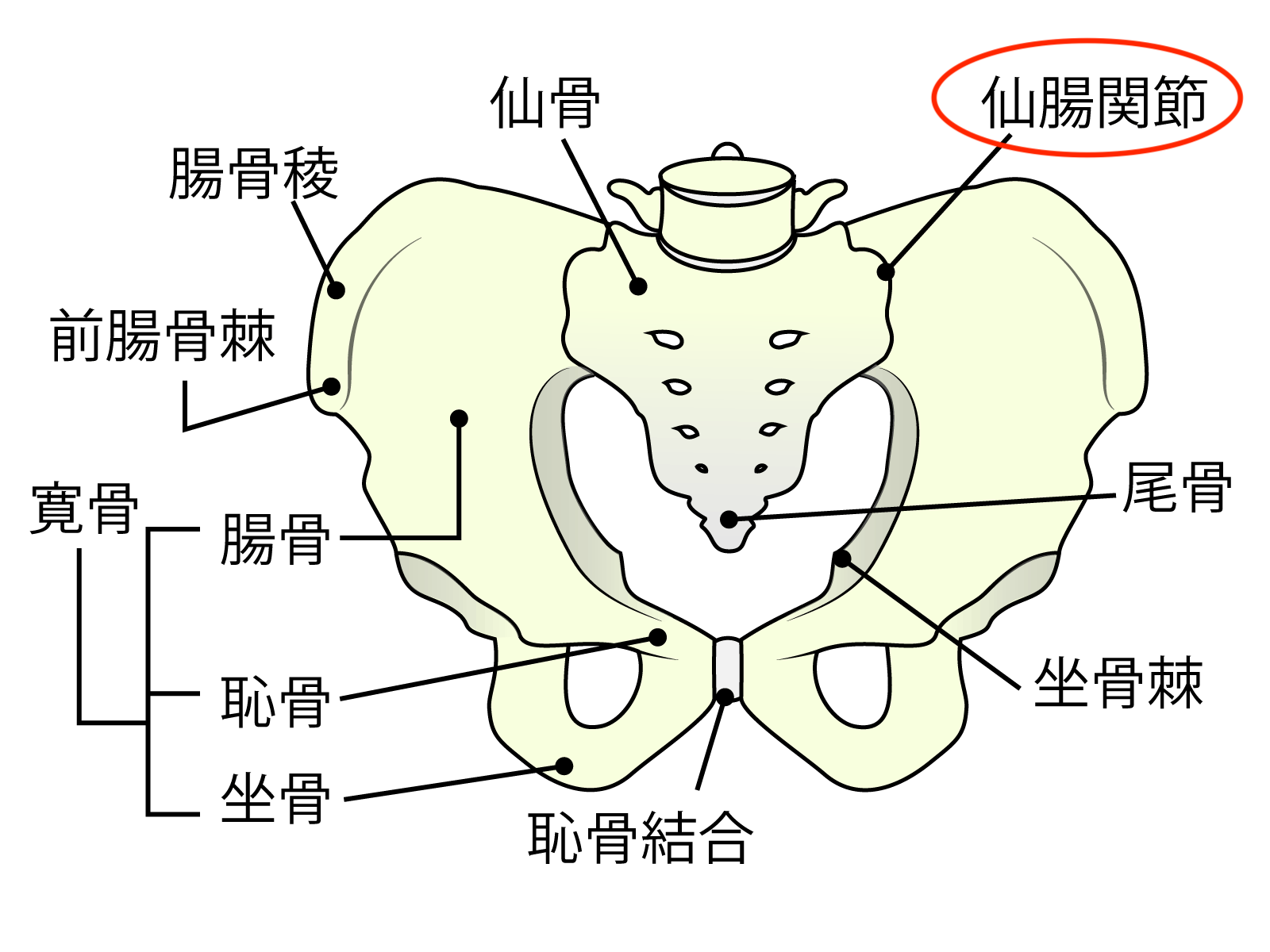仙腸関節の図